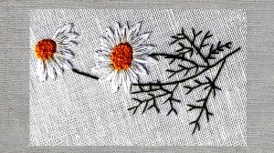 Кукурузная ромашка, часть 4 - стебли и листья