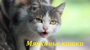Мяуканье кошки. Звуки для любимых питомцев