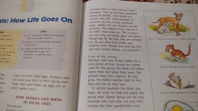 G4 _8.ANIMALS: HOW LIFE GOES ON смотреть онлайн