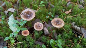 Гигрофор поздний (Hygrophorus hypothejus). Гриб на месте произрастания, при приготовлении и на вкус.