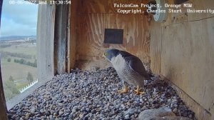 FalconCam Project | Xavier bring prey for Diamond | June 08, 2022