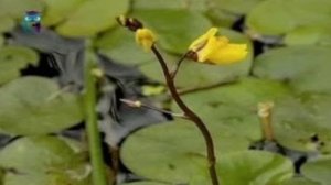 Пузырчатка