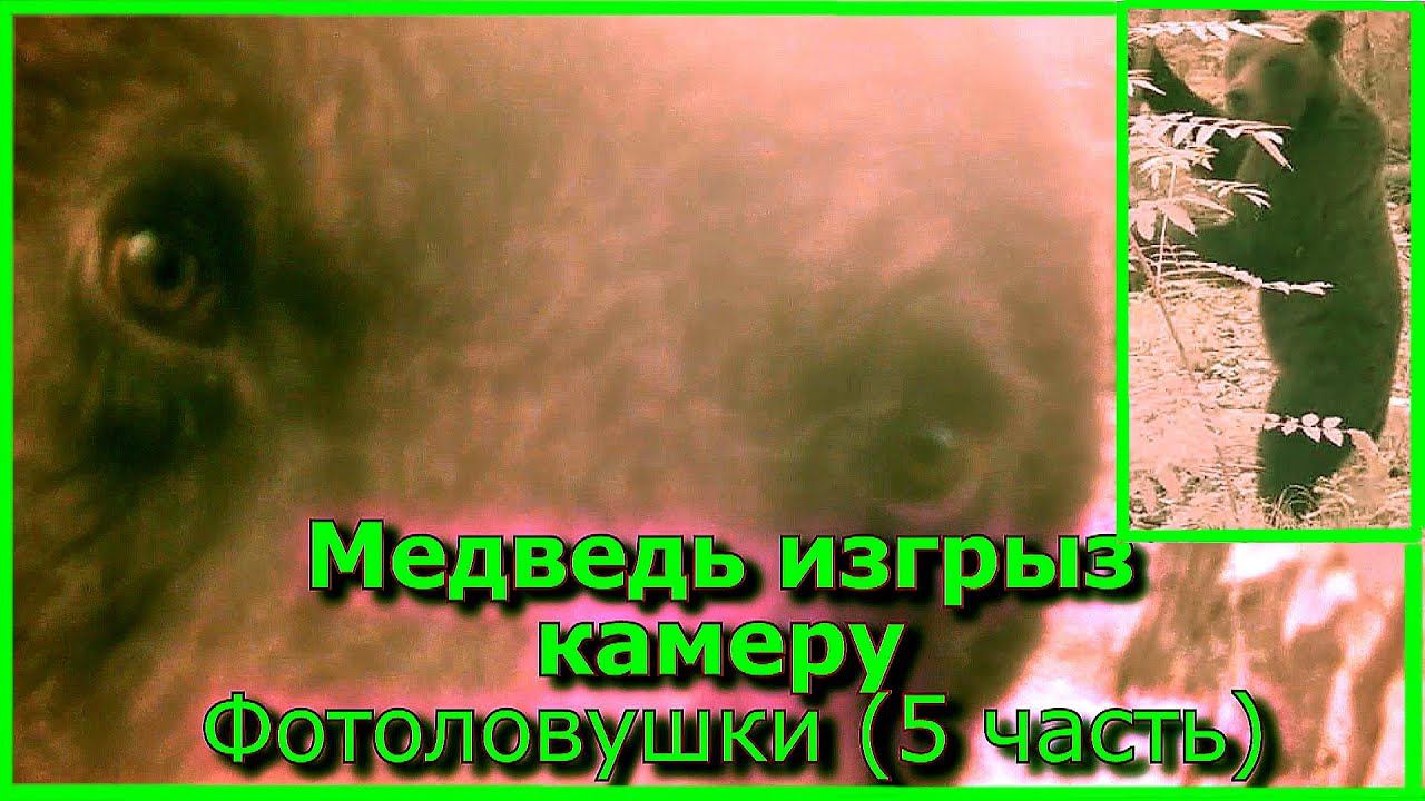 Медведь изгрыз камеру Фотоловушки (5 часть)