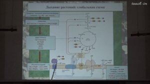 Константинова С.В. - Физиология и биохимия растений - 3. Гликолиз