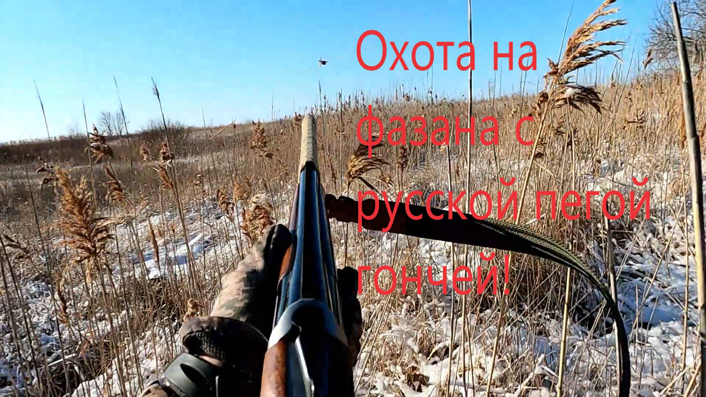 Охота на фазана с русской пегой гончей! смотреть онлайн