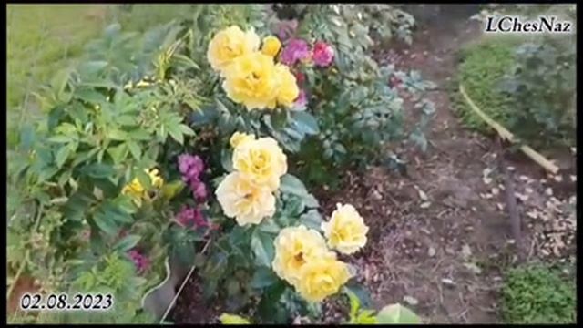 Roses 2023, part 2
