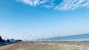 ДОМ У МОРЯ . ⛵ СЕНТЯБРЬ 2020г.  Канализация. Яблоки.