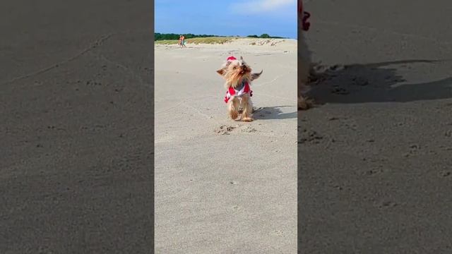 Knit a summer sundress (dress) for dogs by crochet | Вяжем летний сарафан (платье) для собак крючком