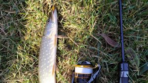 Домашняя микро-речка. 1 октября 2024 года, микро-джиг