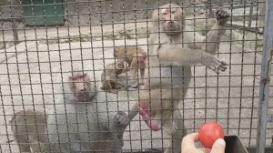 Парк львов Тайган. ЗООПАРК СКАЗКА. СОСЕДСКИЕ РАЗБОРКИ ОБЕЗЬЯН. Олег Зубков. (2 часть)