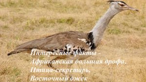 Интересные факты - африканская большая дрофа, птица-секретарь, восточный джек