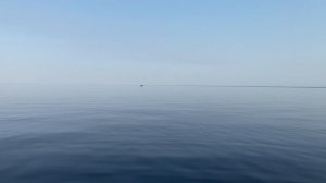 Окунь в июле. База Ситинка на Рыбинском водохранилище