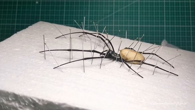 How to pin an Orb-weaver spider / Entomologie / Präparation /Taxidermy / Spinne смотреть онлайн