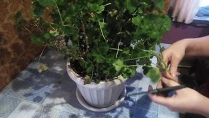 Как нарезать черенки герани, ПЕЛАРГОНИЯ
