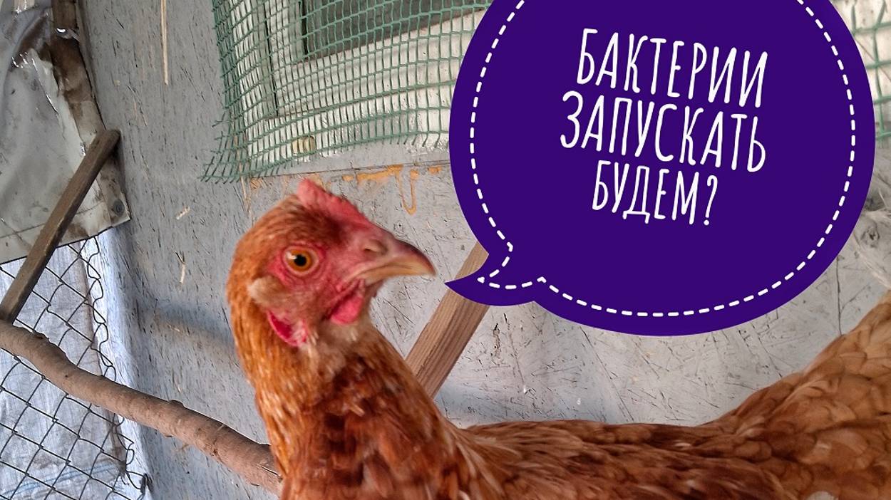 Бактерии в курятнике.Запуск.