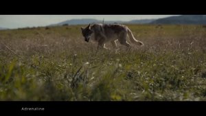 excerpt from the movie prey (predator) / отрывок из фильма добыча ( хищник)