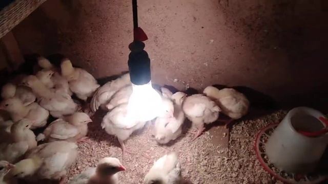 Взвешиваем цыплят бройлера. Цыплятам 10 дней. Чем кормлю и пропаиваю.