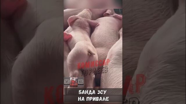 Кайфуют до первого прилета