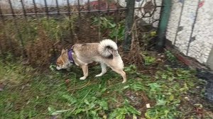 Бобик ищет домик