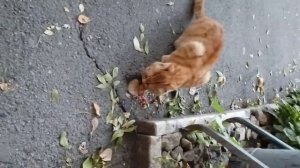 НА ПРОПИТАНИЕ КОТИКАМ И МНЕ ЯНДЕКС ДЕНЬГИ 4100116651738493