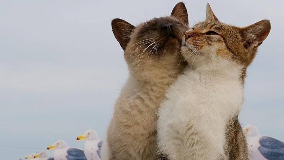 КТО Я ДЛЯ НЕГО? КАКАЯ Я В ЕГО ГЛАЗАХ? смотреть онлайн