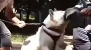 Осторожно, злая собака