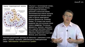 Дубынин В.А. - 100 часов школьной биологии - 1.9. Пищеварение, ЖКТ