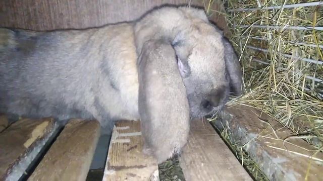 Кролики французский баран. Покупка молодого самца.