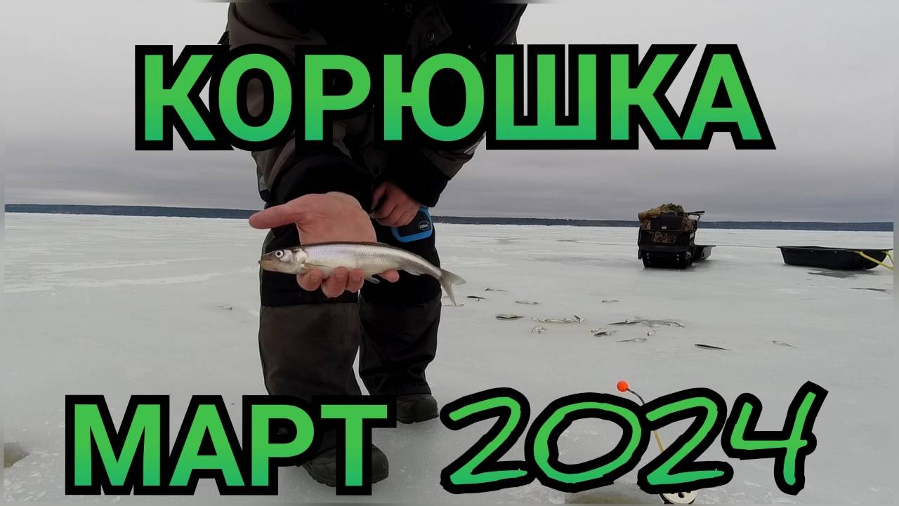 КОРЮШКА МАРТ 2024