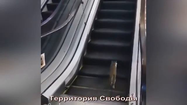Кот