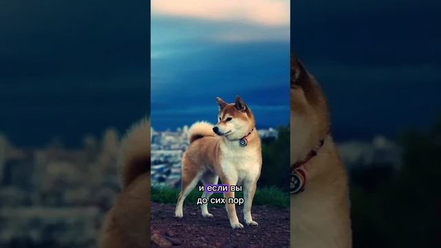 Самая не лающая порода собак #собака #dog #puppy #породысобак #породы #молчаливые #LaRyzhik