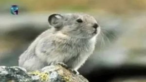 Пищуха (грызун)