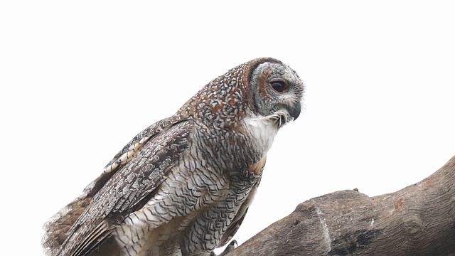 Mottled Wood Owl From Telangana #MottledWoodOwl #SriramWildlifePhotographer #Owls #WoodOwls смотреть онлайн