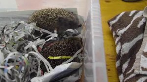 Volunteering_theUK_beehive5-culture-video-unit-10