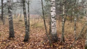 Море грибов! Столько мы еще не находили!!! Грибы зонтик пестрый и не только!!!