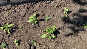 Оказалось, что Навес получается большой!!! И это Здорово! Возведение Навеса часть № 3