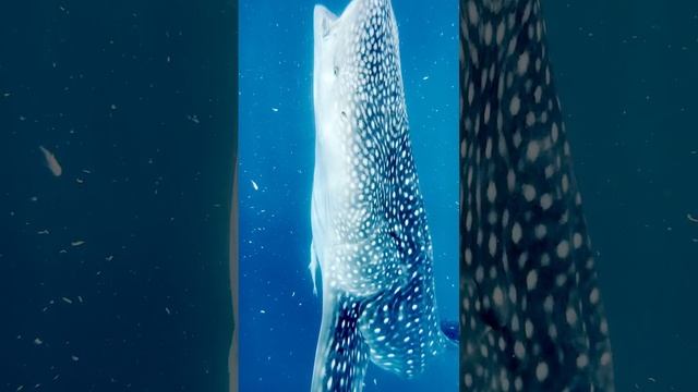 Китовые акулы Филиппины Авторские Туры Игорь Тарабин смотреть онлайн