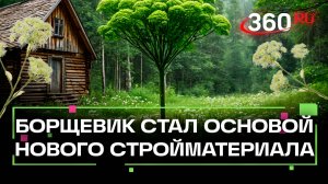 Ученые сделали стройматериал из борщевика. Как будут применять?