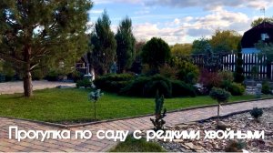 Прогулка по саду с редкими хвойными