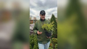 Чтобы создать красивую хвойную клумбу, начнем с правильного выбора растений. Популярные варианты: