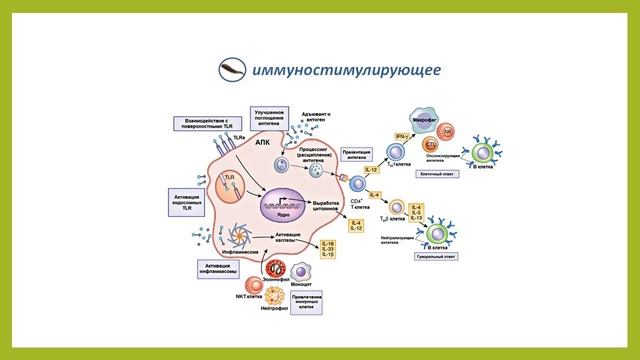 Показания и противопоказания к применению пиявок. Эффективность гирудотерапии