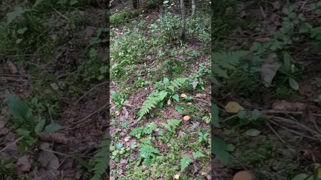 ПРИШЕЛ НА НОВОЕ МЕСТО И ОБАЛДЕЛ! ТУТ РАСТУТ ОЧЕНЬ МНОГО ЖЕЛТО-БУРЫХ ПОДОСИНОВИКОВ