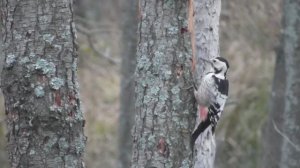 Самка белоспинного дятла за работой ( Dendrocopos leucotos )