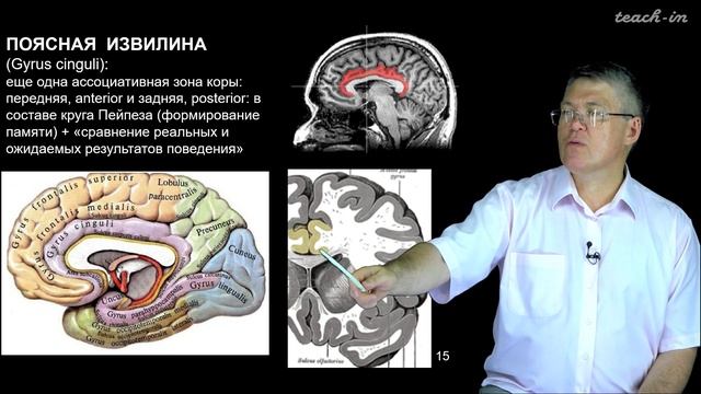 Дубынин В. А. - 100 часов школьной биологии - 1.19 Большие полушария и мозжечок