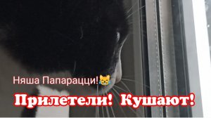 Прилетели! Кушают!#сезонконтентаRUTUBE