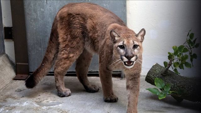 Strongest Cats in The World смотреть онлайн