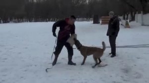 Vyatkins' Kombrig - channeling aggression into prey