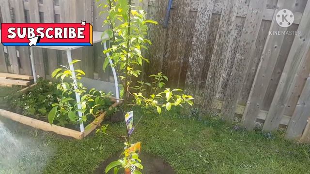 Planting An Apple Tree on a Hot Day In Canada смотреть онлайн
