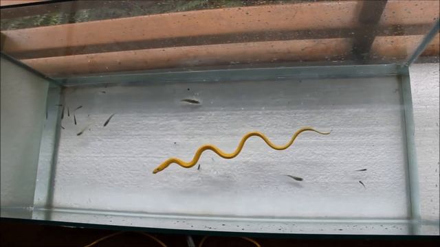 Effortless prey capture and ingestion in the yellow bellied sea snake Hydrophis platurus смотреть онлайн