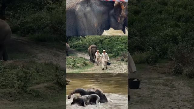 Ферма слонов в Сочи🐘⚡️ #tham_travel